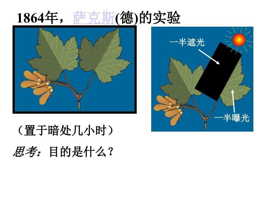 绿色植物光合作用_第5页