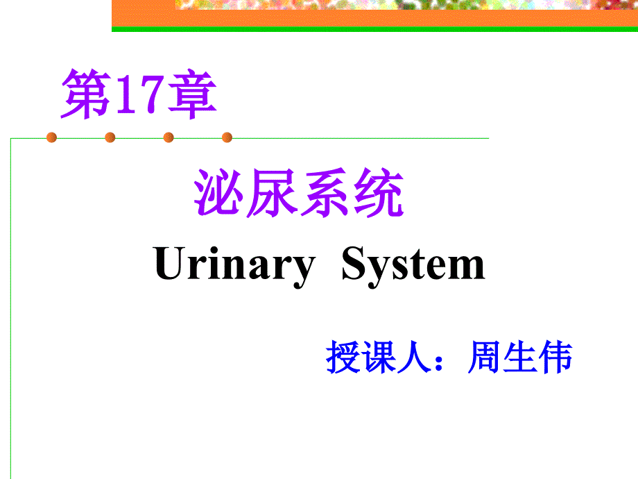 系统解剖学：第17章 泌尿系统_第2页