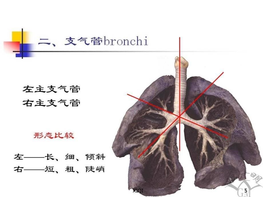 支气管及肺解剖_第5页