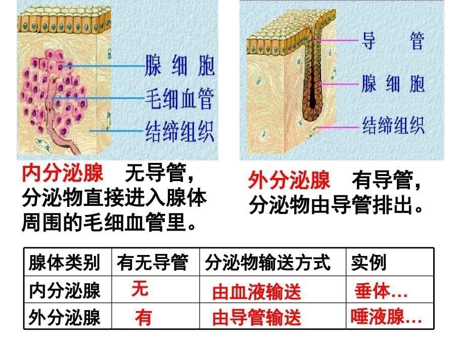 七年级生物下册4.6.4激素调节共35张PPT_第5页