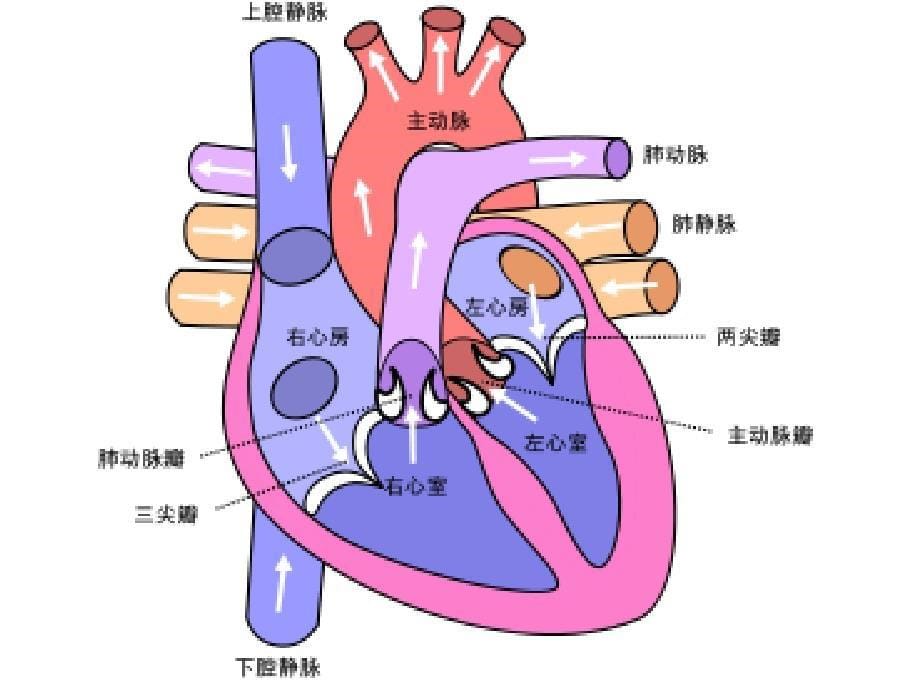 第二单元认识自己8心脏和血管_第5页