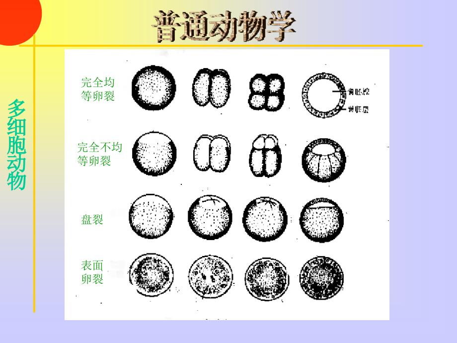 《多细胞动物起源》PPT课件.ppt_第4页