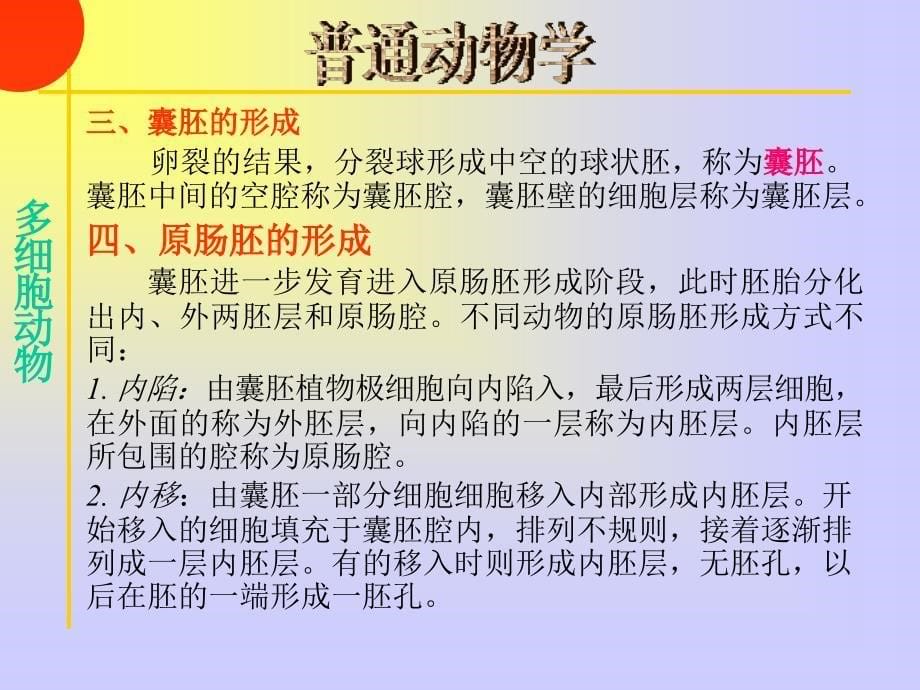 《多细胞动物起源》PPT课件.ppt_第5页