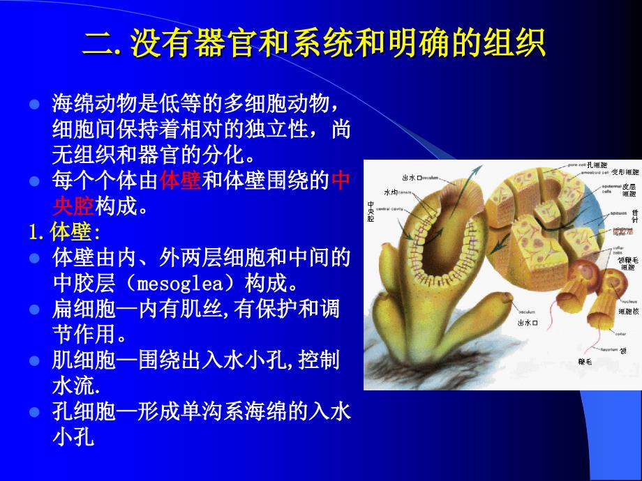 第四章多孔动物门PPT课件_第4页