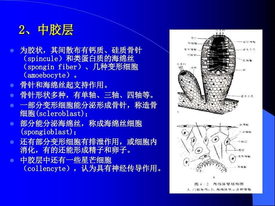 第四章多孔动物门PPT课件_第5页