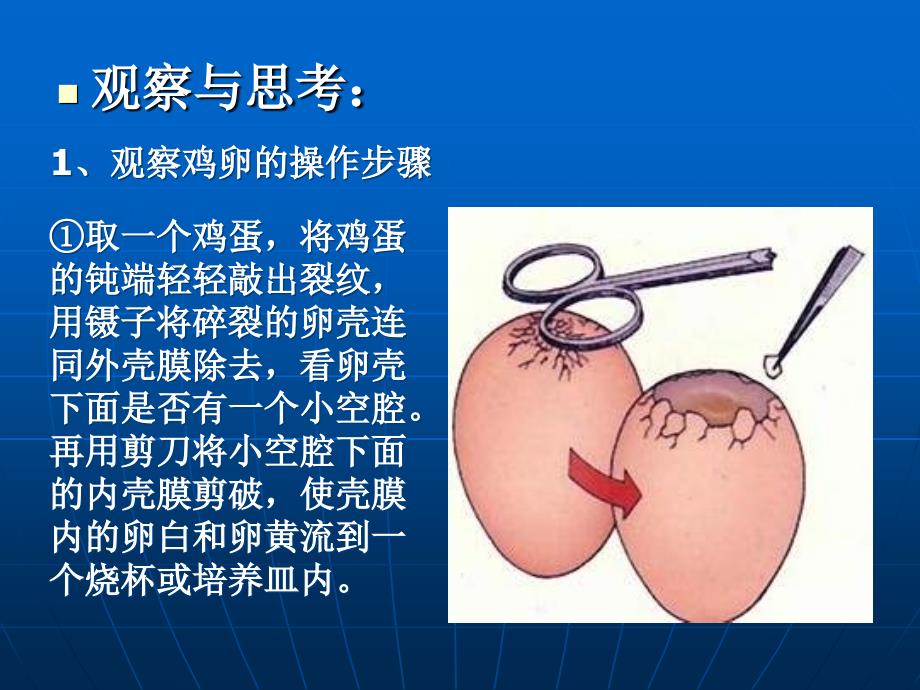 《鸟的生殖与发育》PPT课件_第4页