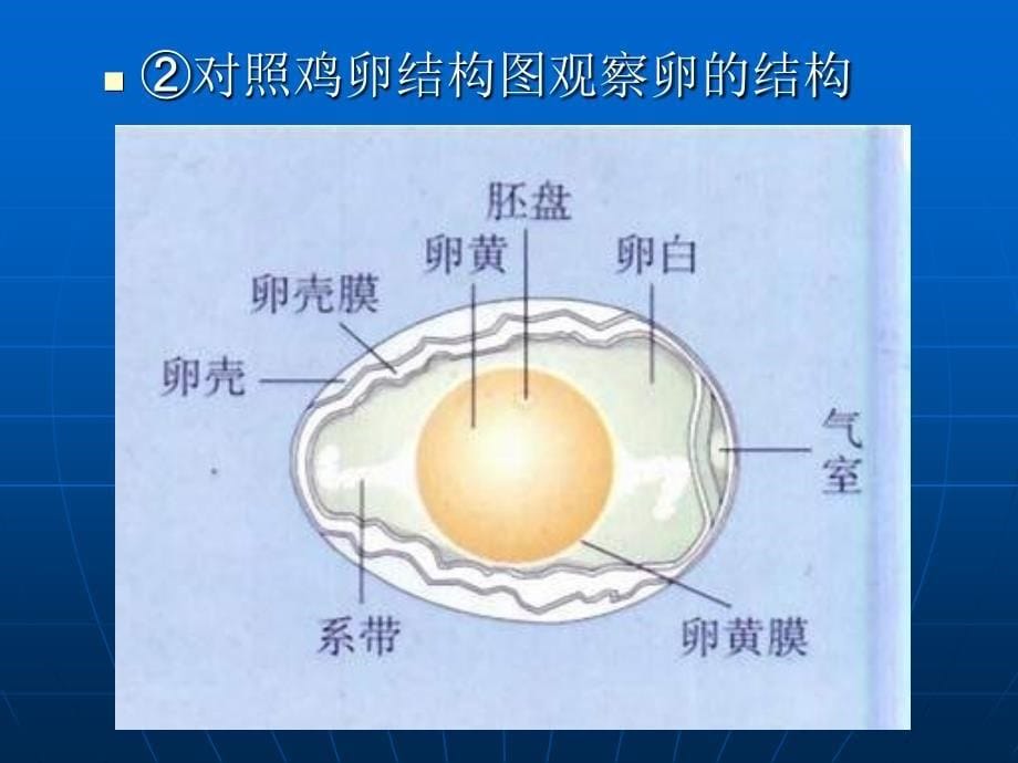 《鸟的生殖与发育》PPT课件_第5页