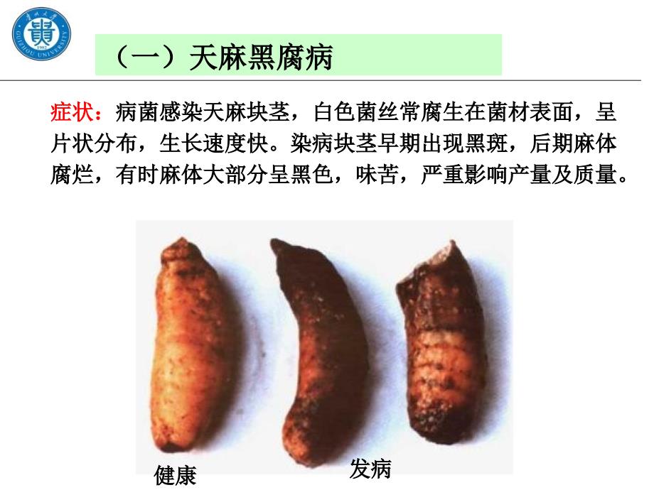 第六章药用植物真菌病害二_第4页