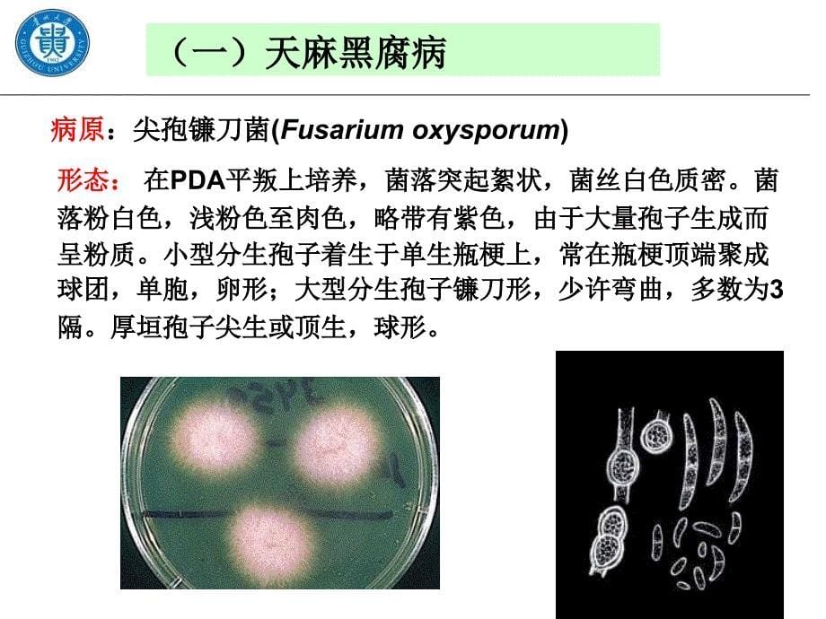 第六章药用植物真菌病害二_第5页