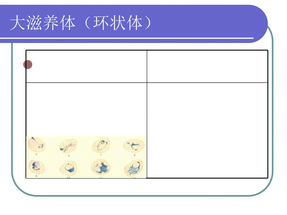 疟原虫形态特征含图_第4页