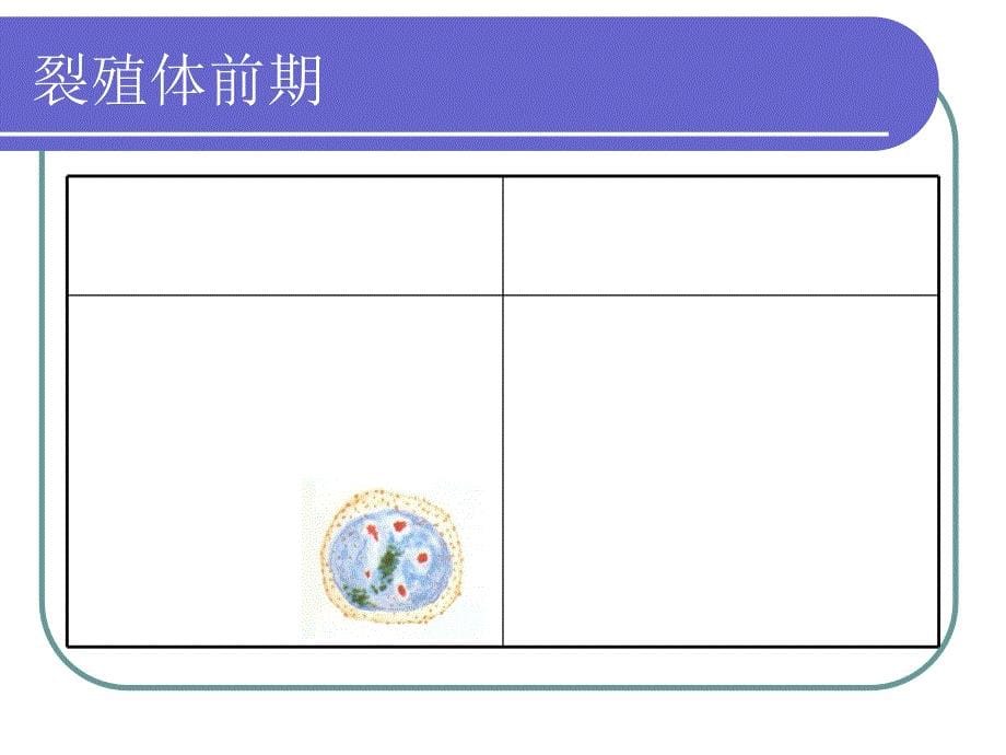 疟原虫形态特征含图_第5页