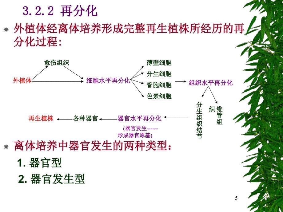 第三章植物组织培养基本原理园艺课件_第5页