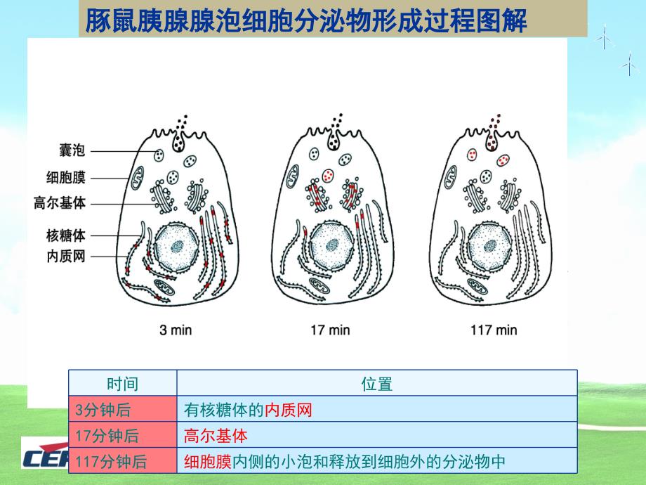 分泌蛋白的合成和运输过程_第3页