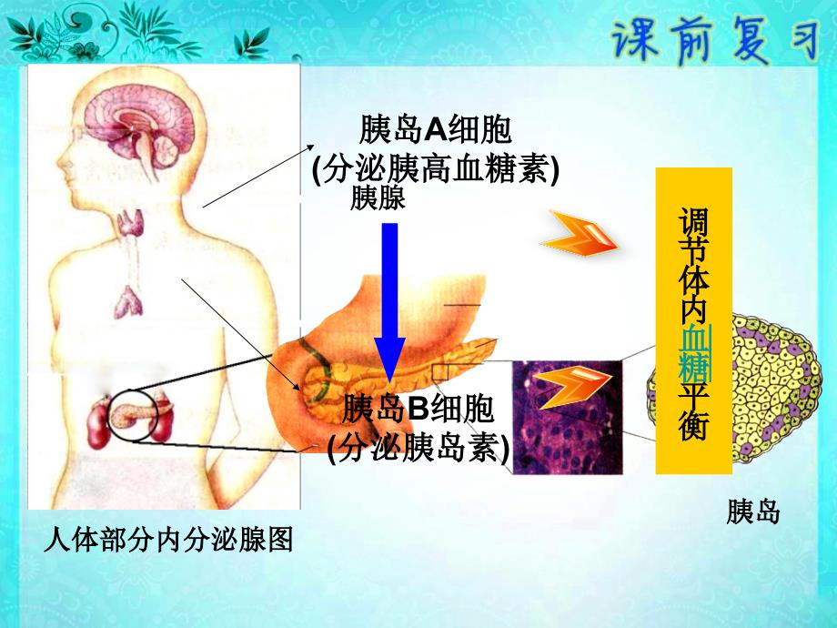 人体血糖平衡调节--激素调节实例_第3页