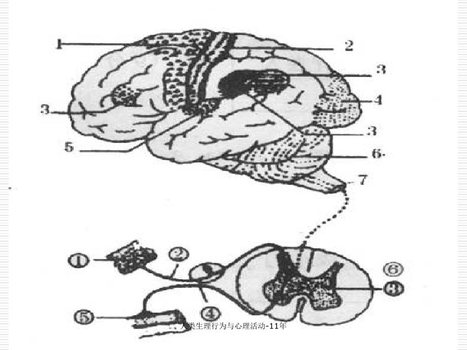 人类生理行为与心理活动11年课件_第3页
