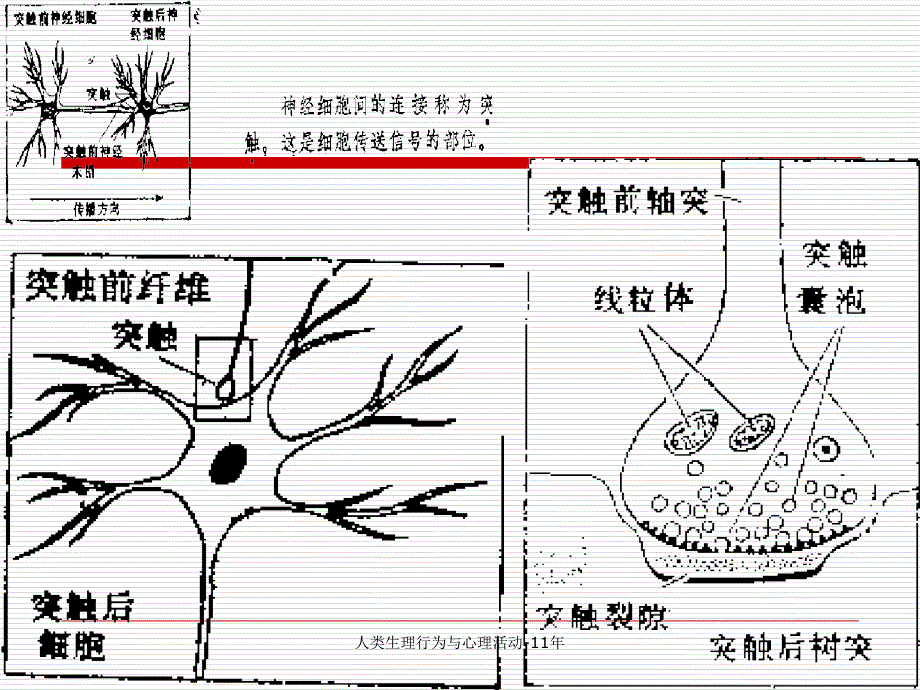 人类生理行为与心理活动11年课件_第4页