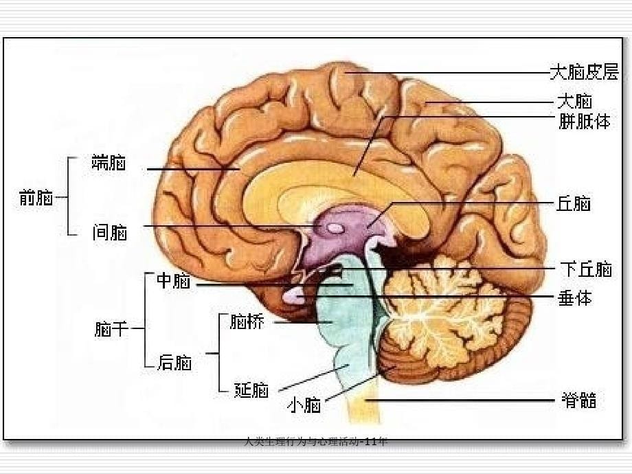 人类生理行为与心理活动11年课件_第5页