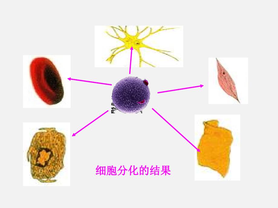 《细胞的多样性和统一性》PPT课件66-人教课标版_第2页