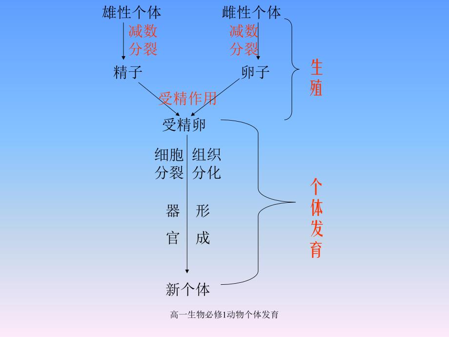 高一生物必修1动物个体育课件_第3页