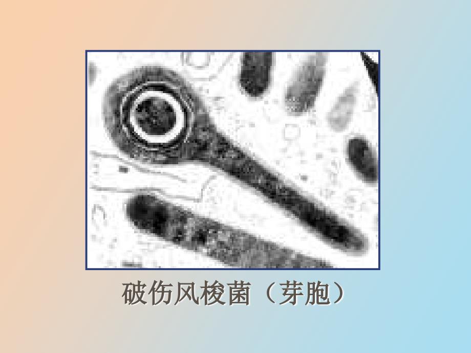 医学微生物实验_第4页