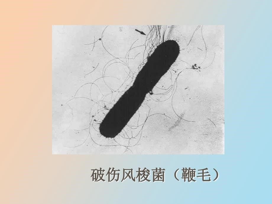 医学微生物实验_第5页