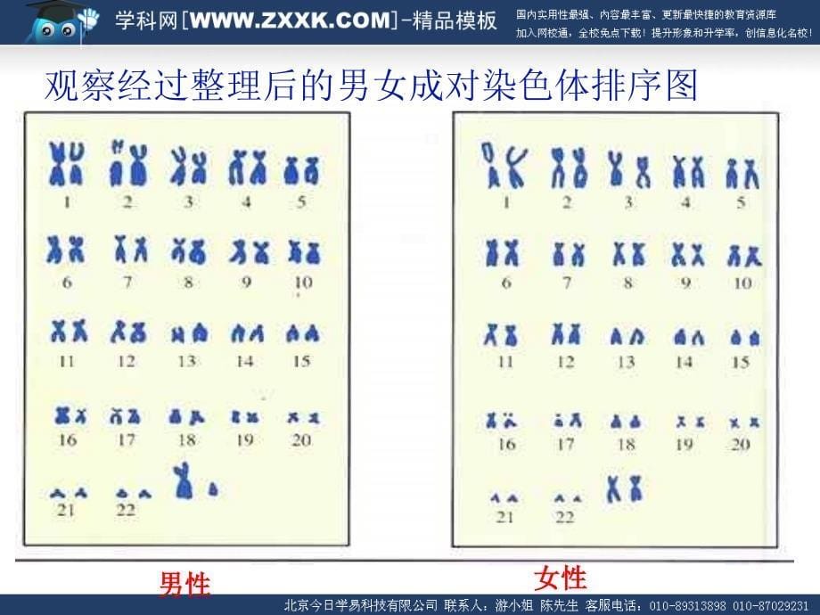 人的性别遗传_第5页