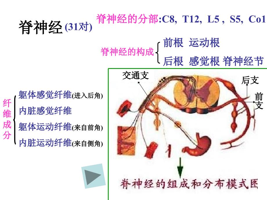 脊神经人体解剖学课件_第2页