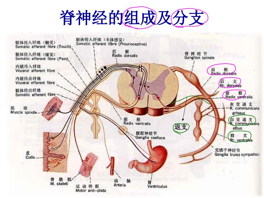 脊神经人体解剖学课件_第4页