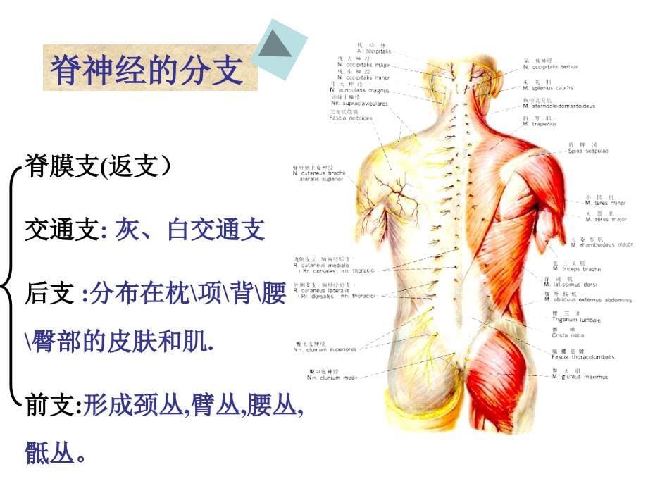 脊神经人体解剖学课件_第5页