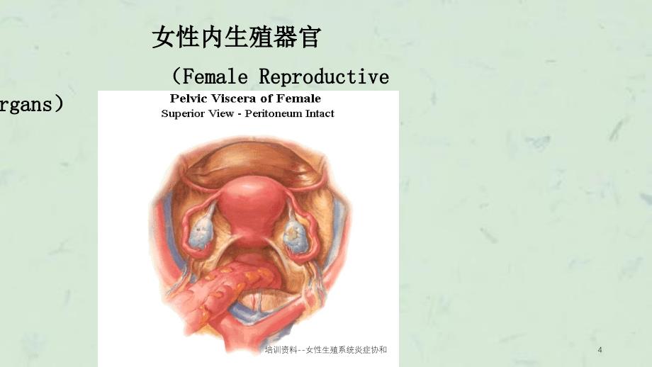 女性生殖系统炎症协和_第4页