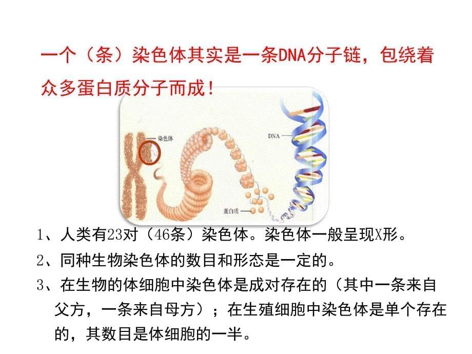 人教八年级生物下册课件第七单元第二章第二节基因在亲子代间的传递共21张PPT_第5页