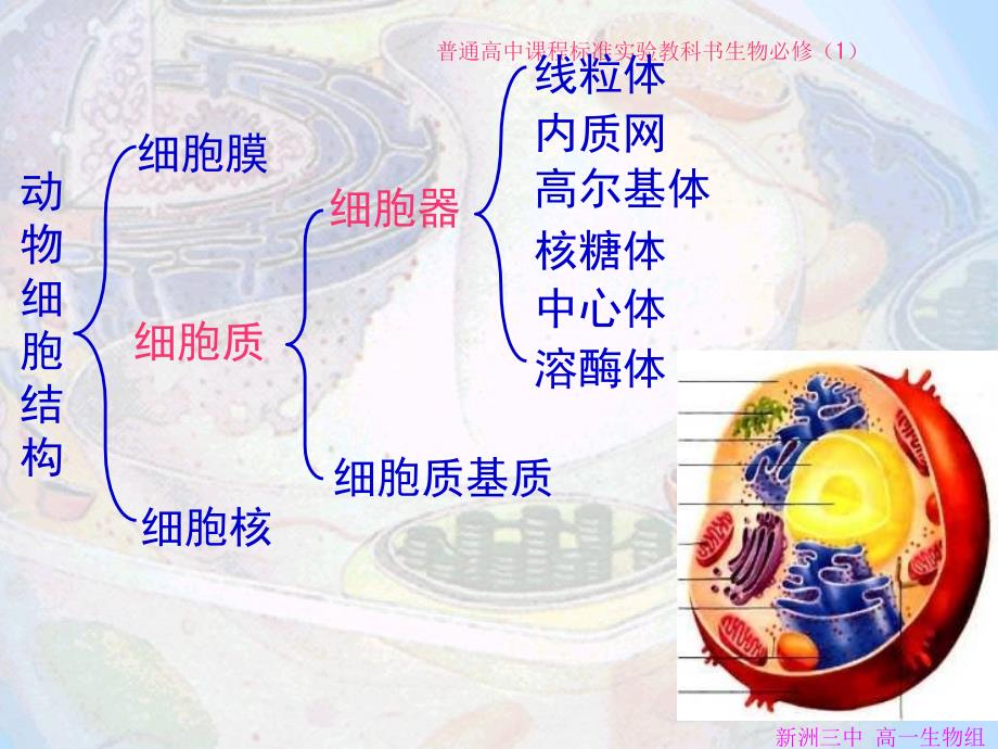 高中生物细胞器系统内的分工合作2lei课件人教版必修一_第3页