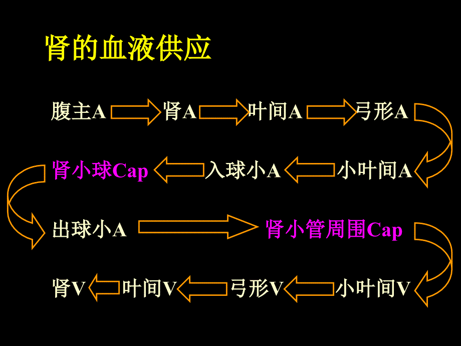 肾脏的泌尿功能尿的生成及其调节_第4页