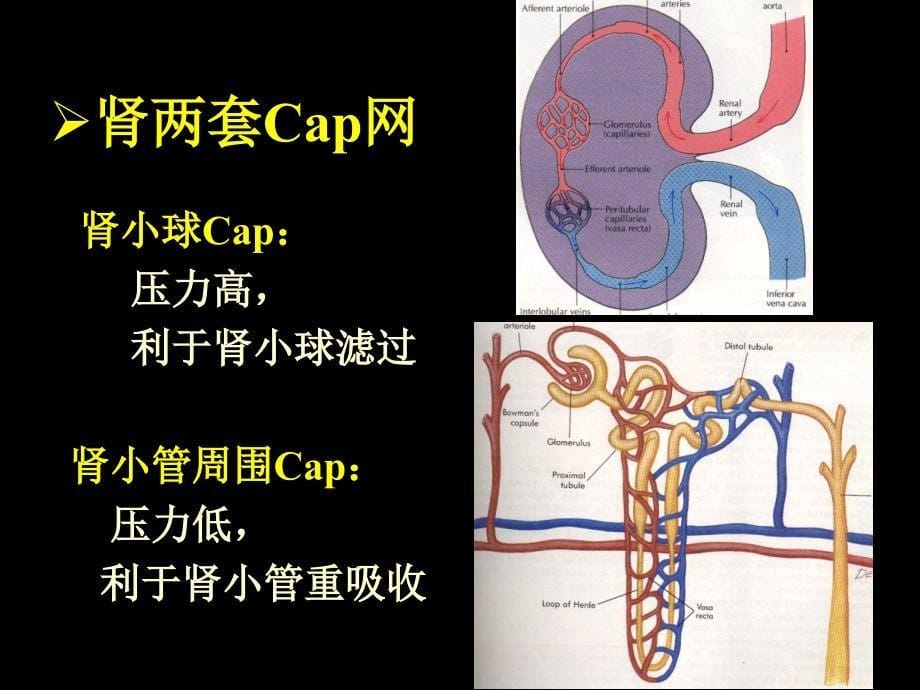 肾脏的泌尿功能尿的生成及其调节_第5页