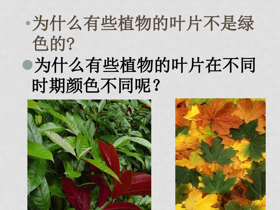 高一生物 能量之源—光与光合作用课件必修1_第4页