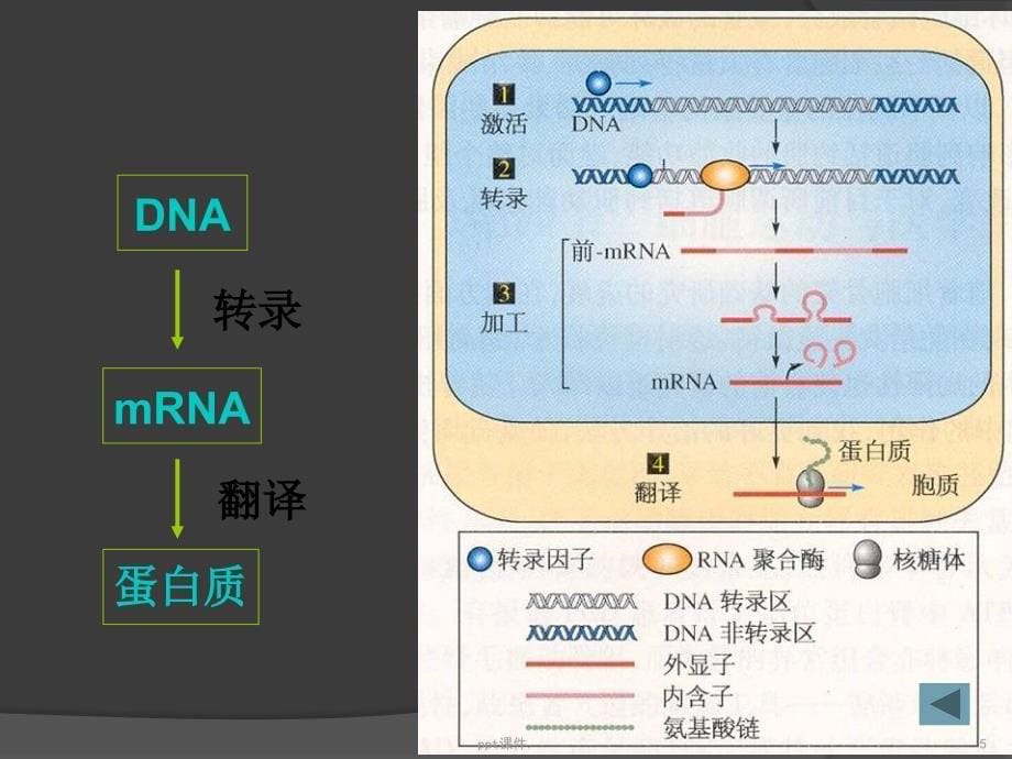 基因基因组和基因组学ppt课件_第5页