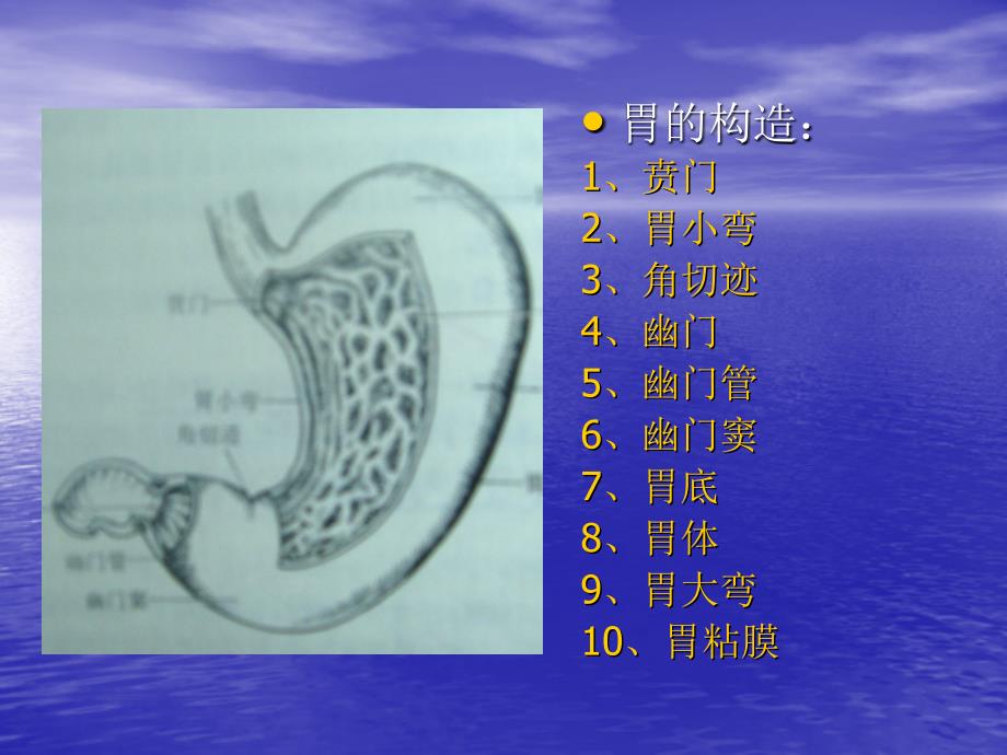 最新X线诊断学消化系统课件PPT文档_第3页