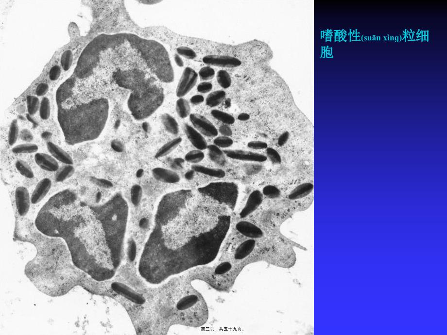 医学专题—各类细胞电镜图10162_第3页