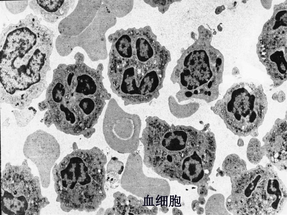 医学专题—各类细胞电镜图10162_第4页