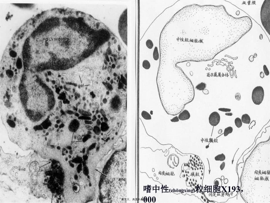 医学专题—各类细胞电镜图10162_第5页