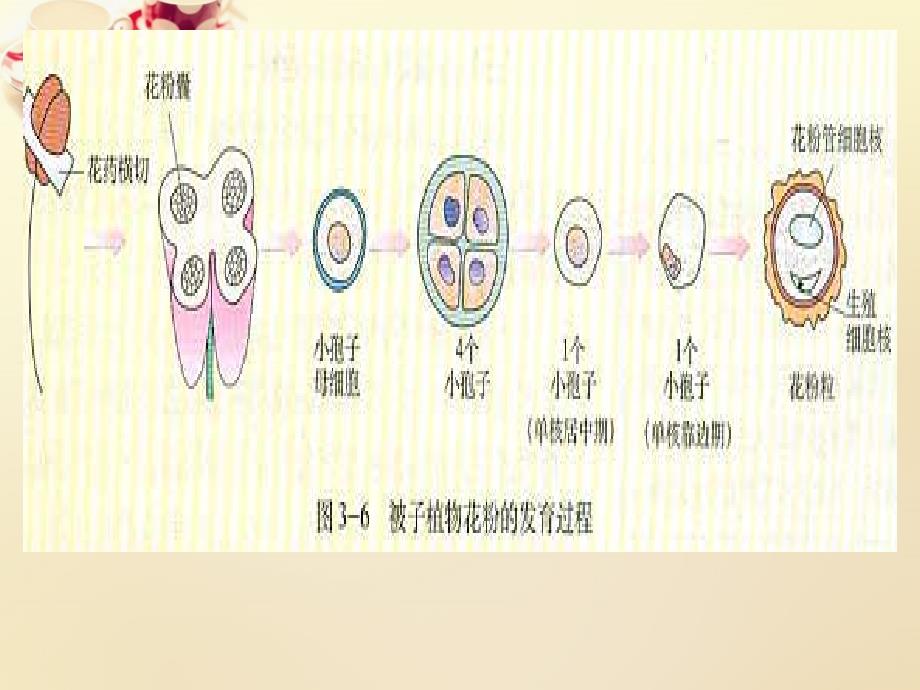 2022高中生物专题3课题2月季的花药培养课件新人教版选修1_第4页