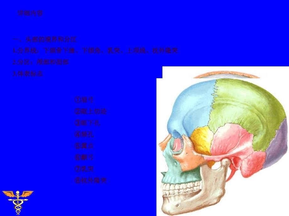 头部的解剖ppt课件_第5页