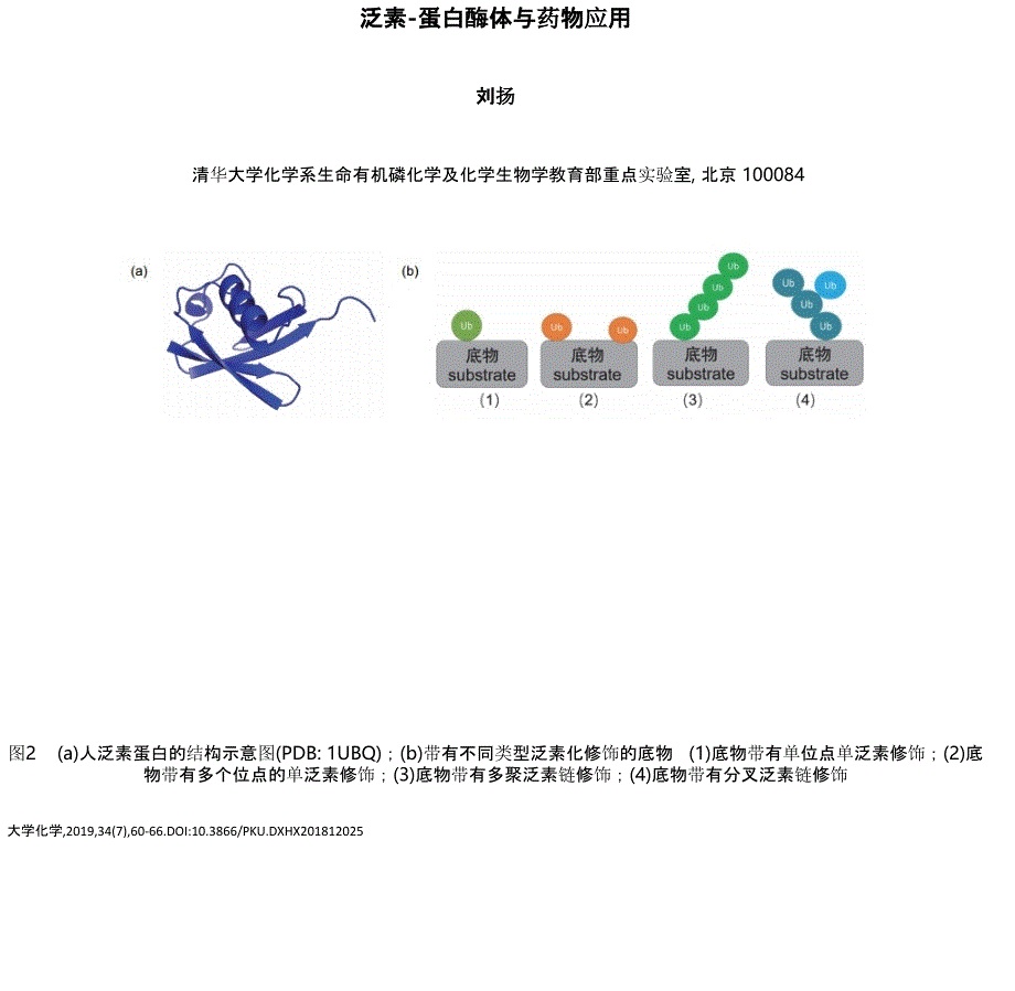 泛素-蛋白酶体与药物应用_第1页