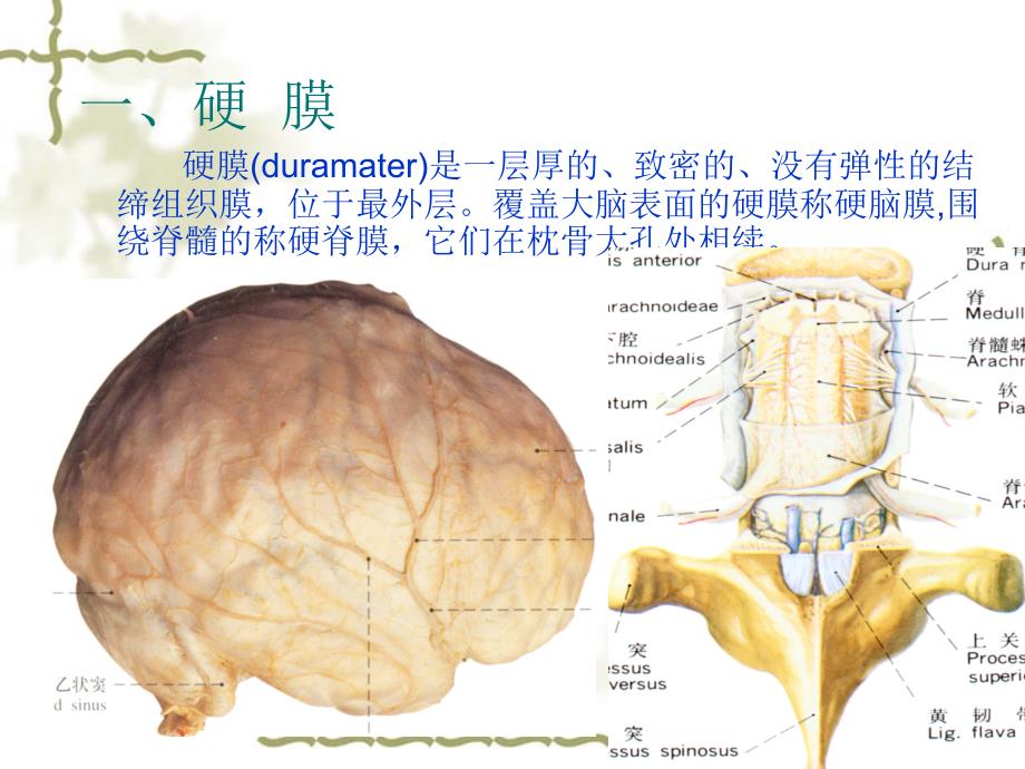 J脑和脊髓的被膜2_第3页