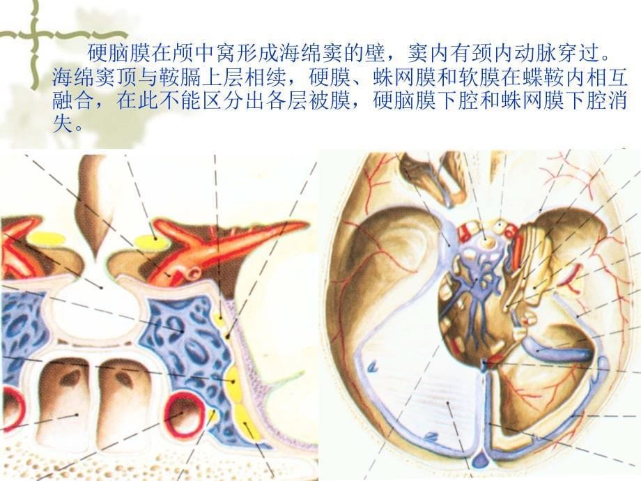 J脑和脊髓的被膜2_第5页