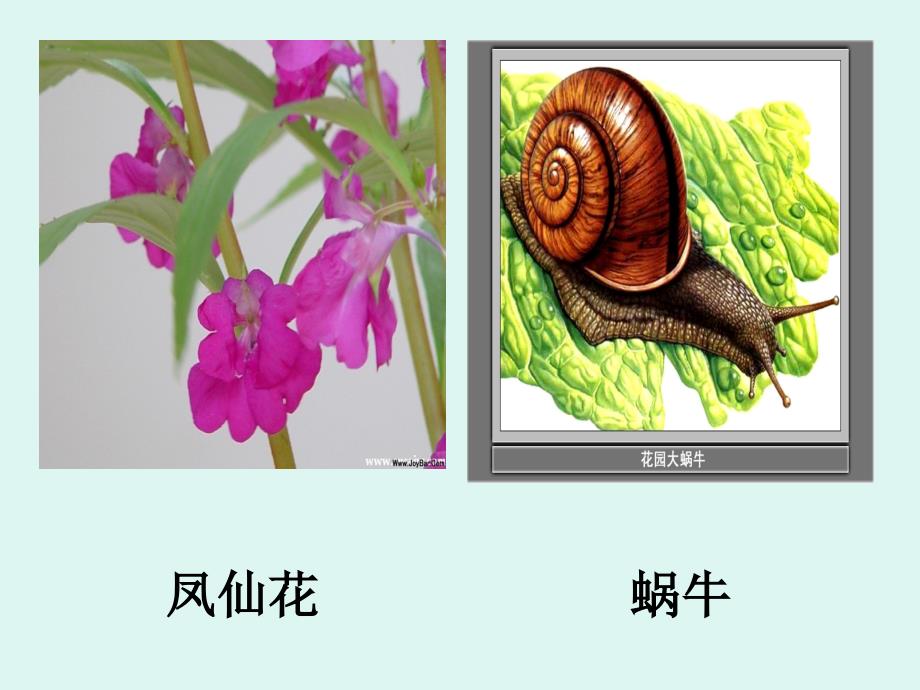 公开课科学四年级课身体的结构课件ppt课件_第2页