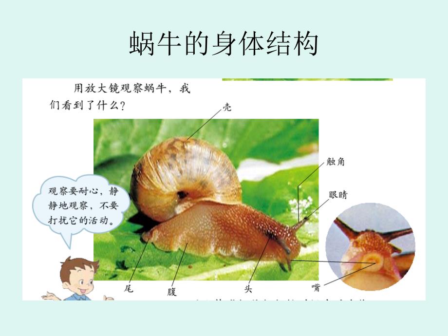 公开课科学四年级课身体的结构课件ppt课件_第4页