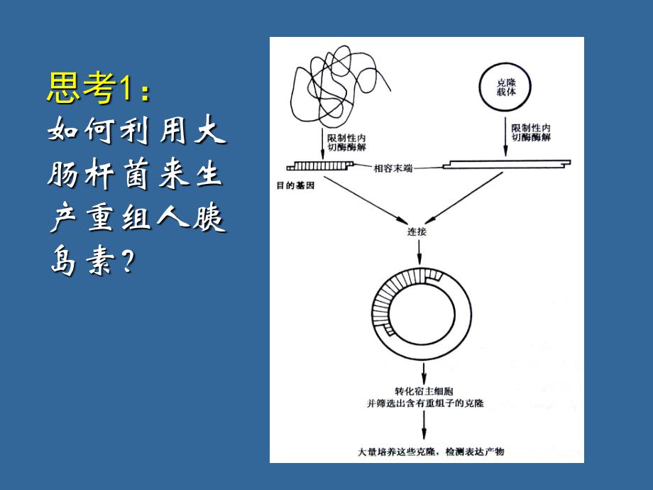 基因工程的基本操作程序课件_第3页