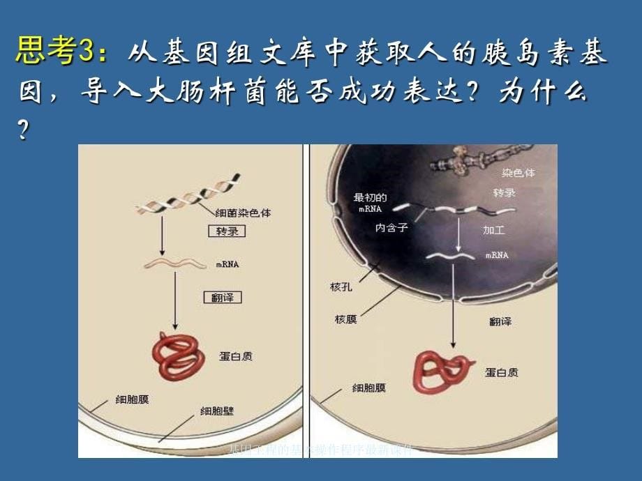 基因工程的基本操作程序课件_第5页