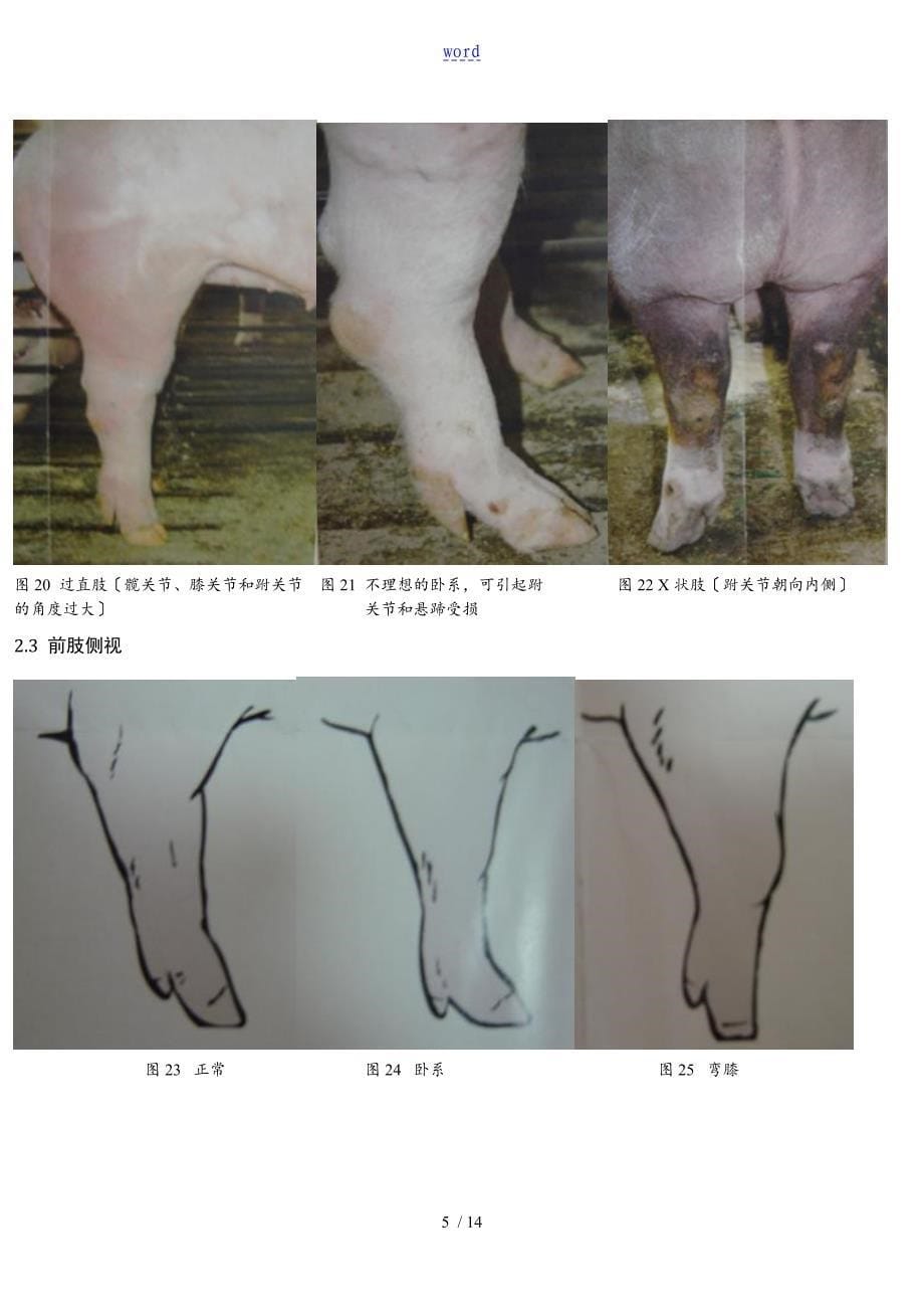 种猪地体型外貌评定方案设计_第5页